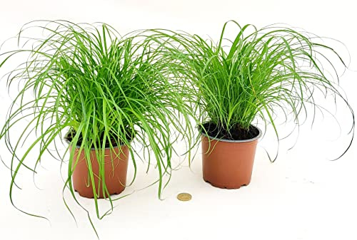 POWERS TO FLOWERS - PAPIRO NANO DA ESTERNO, CYPERUS PAPIRUS DA TERRA, VASO 12CM DIAMETRO, 2 PIANTE, piante vere