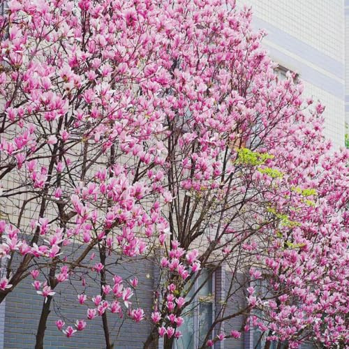 semillas de magnolia - jardín rocas resistentes balcón 5pcs