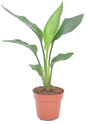 Strelitzia Reginae Planta Ave del Paraiso de Exterior e Interior Planta Natural