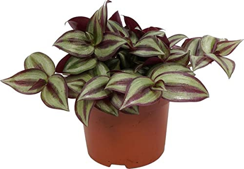 Tradescantia Zebrina Planta Natural de Interior o Exterior que se Adapta al Ambiente