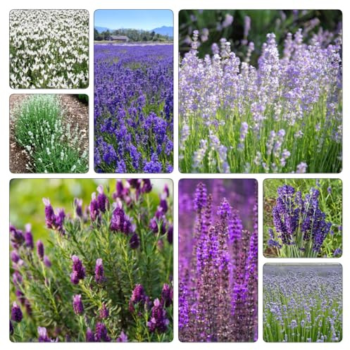 semillas de lavanda - orgánicas decoración la sala estar 350pcs