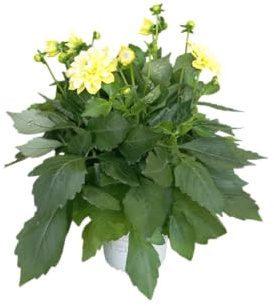 Planta de Dalia Natural – Flores Variadas y Cuidados Sencillos