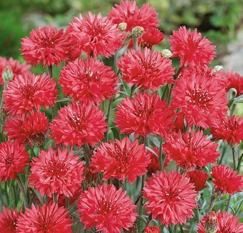 250 Graines de Centaurée Double ROUGE ECLATANT - Centaurea cyanus - Bleuet des champs ROUGE ECLATANT - Fleur Jardin - 295