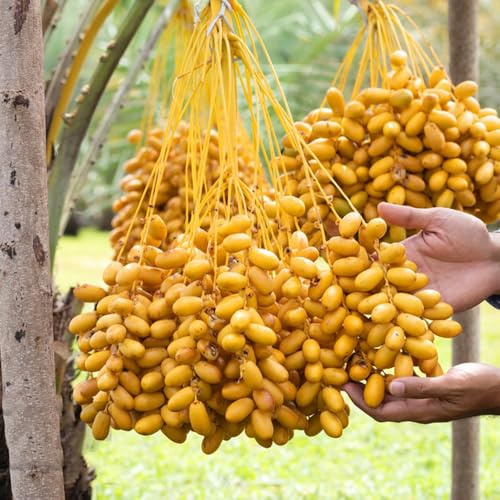 semi di palma da datteri - esotiche balcone soggiorno in vaso giardino 150pcs