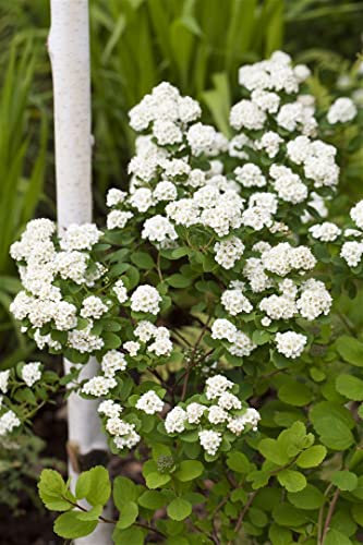 Spiraea vanhouttei 150-175 cm - Prachtspiere, weiße Blüten, Blütezeit Mai-Juni, ideal für Hecken, pflegeleicht und winterhart