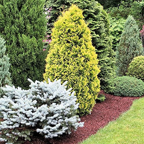 GardenersDream 6 x Mixed Conifer Plants in Pots - Outdoor Garden Ready Hardy Shrubs - Low Maintenance Evergreen Outdoor Plants for Rockeries, Patios, and Borders (3-5 inches, incl. 9 cm Pot)