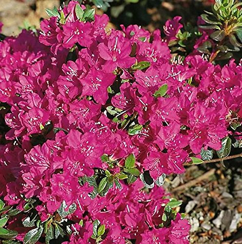 Japanische Azalee Purpurtraum 20-25cm - Rhododendron obtusum - Zwerg Alpenrose - lebende Gartenpflanze aus den Baumschulen