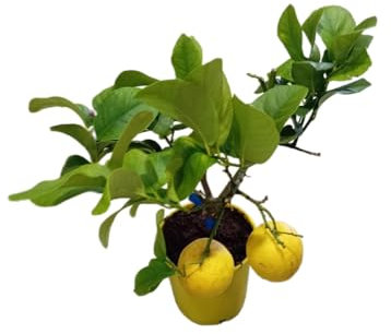 Limonero Frondoso en Maceta Árbol Natural de 100cm con Frutas Jugosas y Aromáticas