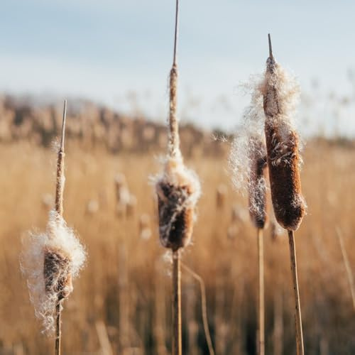 rohrkolben - zwergrohrkolben - winterharte balkonpflanzen rohrkolbensamen, typha orientalis, wohnzimmer deko exotische winterhart topfpflanzen 130pcs