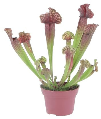 KENTIS - Sarracenia - Pianta Carnivora a Imbuto - Pianta Cattura Mosche - Piante Vere da Interno - H 15-25 cm Vaso Ø 12 cm
