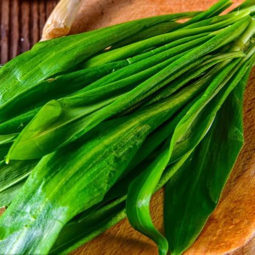 Comprar y semillas de ajo silvestre cobertura del suelo de ajo silvestre orgánicas perennes cocina jardín raras, orgánicas, 500pcs