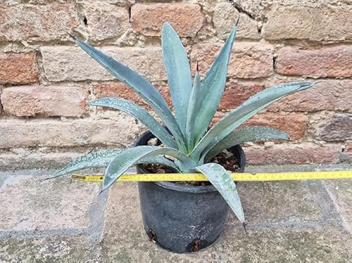 Geosism & Nature Agave macroacantha 30 cm, Cactus, pianta grassa