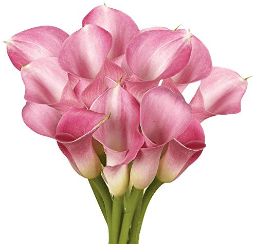 GlobalRose 10 Lavender Mini Calla Lily – Responsibly Sourced Lilies Flowers – Hand-Picked Flowers Fresh Bouquet for Graduation, Anniversary, Birthday & Special Occasions