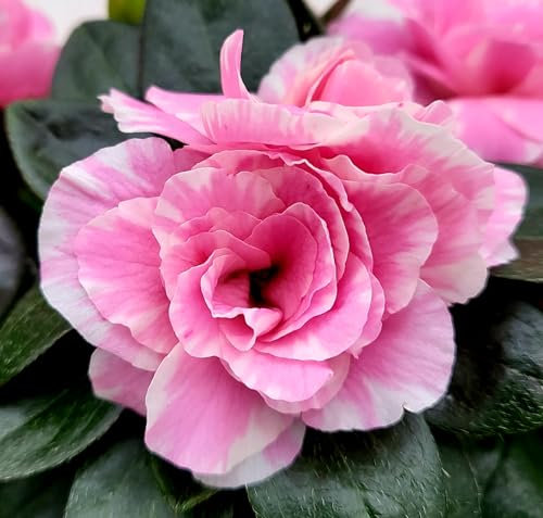 POWERS TO FLOWERS - AZALEA AIKO ROSA A FIORE DOPPIO, vaso 14cm, pianta vera