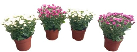 Pack de 4 Plantas Naturales -Margaritas en Flor para Macetas Decorativas
