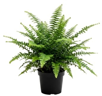 Planta Viva Nephrolepis Exaltata Helecho Espada DECOALIVE para Salón con Maceta de 14 cm de Diámetro y 35 cm de Altura