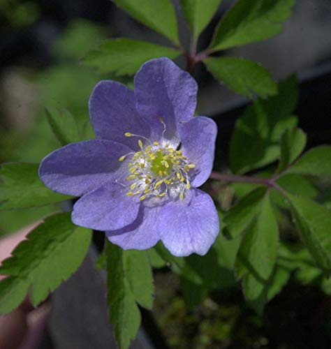 Buschwindröschen Robinson - Anemone nemorosa - lebende Gartenpflanze aus den Baumschulen