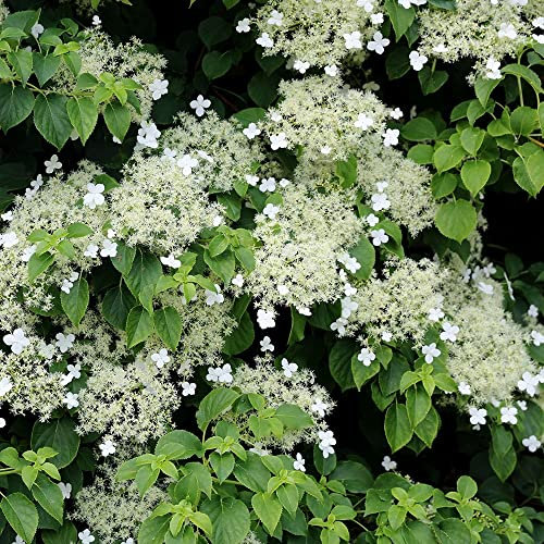 Plant Theory - Hydrangea anomala petiolaris White Flowering Vine Climbing Plant 2L Pot