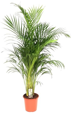 Trendyplants – Areca Palm – guldpalm – krukväxt – höjd 170–190 cm – krukstorlek Ø 24 cm