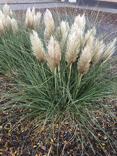 6 x Cortaderia selloana 'Tiny Pampa' - Pampasgras im 9 x 9 cm topf