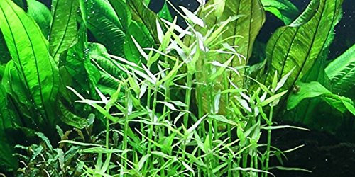 Aquarium Fan Asiatische Tagblume - Murdannia keisak - 1 Bund