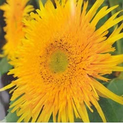 GIRASOLE ASTRA GIALLO NR.30 SEMI