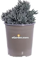 Pianta di Ginepro Pianta di Juniperus Squamata Blue Star pianta da esterno conifera nana tappezzante pianta ornamentale di Ginepro pianta vera venduta da eGarden.store