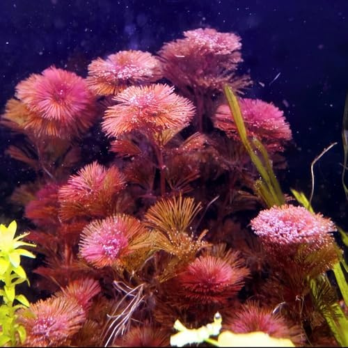 Semi di d'acquario, semi per acquatiche acquatiche, da stagno, regali insoliti acquatiche decorative d'acquario da ufficio 150pcs