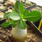 Green Seeds Co. Piante di rosa del deserto Piante di fiori Adenium Obesum Office Bonsai da interno Pianta Mini giardino di piante da vaso 1 Particles/Lot: Green
