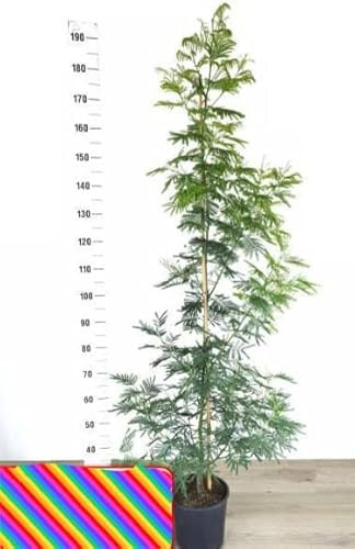 POWERS TO FLOWERS - MIMOSA DA GIARDINO VARIETA' GAULOIS altezza 190cm, pianta vera