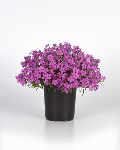 Spring Splash Phlox Hybrida - Woodland Phlox - Live Plant - 3 Pot