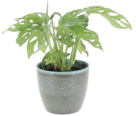 KENTIS - Monstera Adansonii Monkey Leaf - Piante Vere Tropicali da Interno - H 30-40 cm Vaso Ø 12 cm