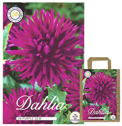 Sommerblumen Dahlien Knollen Blumenzwiebeln Mix Dahlia Bunte Auswahl im Mix für Sommer Blume Knolle Blumezwiebel Set Bunte Blüten mehrjährig (3 x Dahlien Purple Gem)