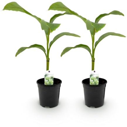 GreenboutiQ - Obstpflanze - Bananenpflanze - Musa Basjoo - Winterhart - 2 Pflanzen - Topf 17cm Höhe 40cm
