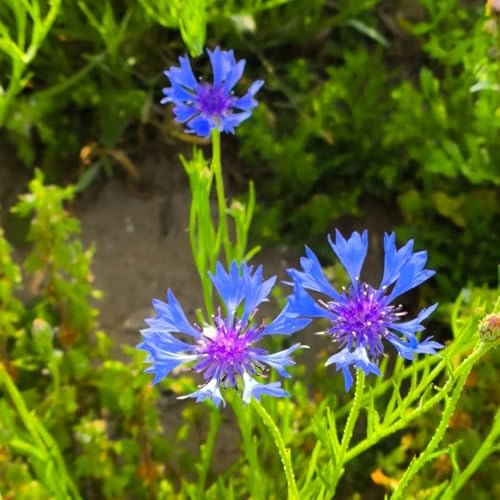 fiordaliso - semi di fiordaliso balcone insoliti resistenti esterno in vaso ombra semi di selvatici selvatici esotici per l'orto 900semi