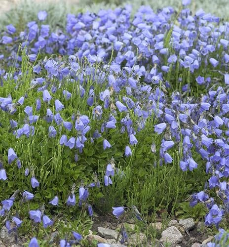 Zwerg Glockenblume Jingle Blue - Campanula cochleariifolia - lebende Gartenpflanze aus den Baumschulen