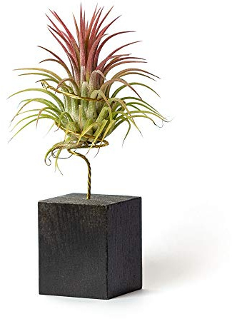 Airplant Zimmerpflanzen zur Dekoration des Schreibtischs pflegeleichtes Arbeitszimmer (Tillandsia Ionantha Ionantha) (x3 Verschiedene Ständer - inklusive) (Schwarz)