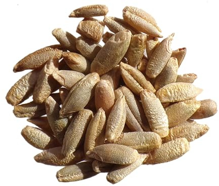 Bio Roggen Bio – Secale Cereale L. (Gründünger) SEM06