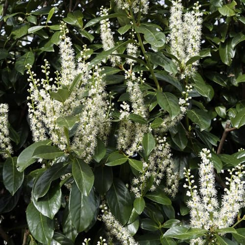 semi di alloro ciliegio - biologici giardino resistenti per balconi interno 250pcs
