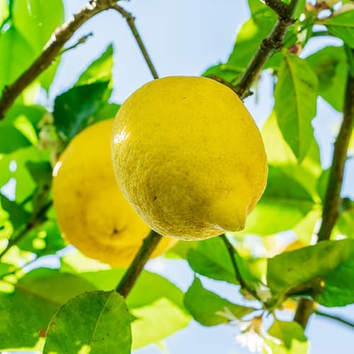 semillas de limonero para balcones, para lecho elevado de limonero, jardín resistentes frescas, 150pcs