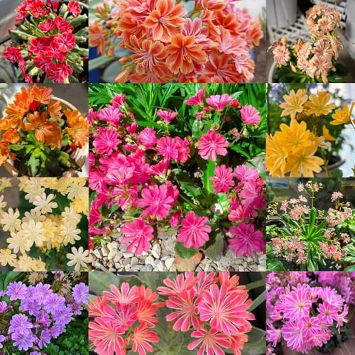 Semillas de rosa de porcelana, interior Semillas Lewisia, pradera mariposas balcón variedades antiguas silvestres resistentes 450pcs