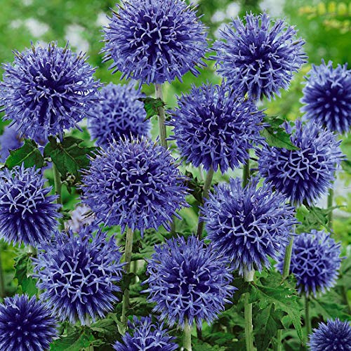 6 x Banater Kugeldistel 'Blue Globe' - Echinops Bannaticus 'Blue Globe' Topf 9x9cm: Blaue Kugelblüten, pflegeleicht, bienenfreundlich.