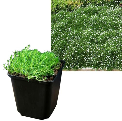 Sagina Subulata | 6 Stück Intragarten Sternmoos Bodendecker im Topf