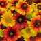 Gaillardia aristata Mix Coperta Fiore - circa 350 Seeds:Seeds Only