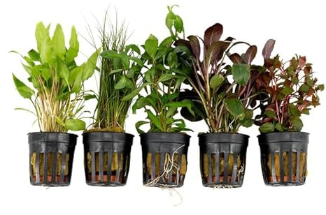 Live Freshwater Aquarium Plants - 5 Assorted Potted for Fish Tanks - (Grower's Choice) Beginner Friendly