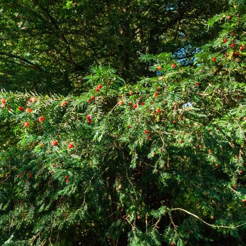 semi di tasso taxus baccata resistenti di tasso mini giardino, vero, sempreverdi resistenti 200pcs