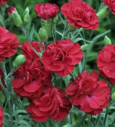 Dianthus Scent First® 'Passion' Pinks Perennial Garden Plug Plants Pack x6