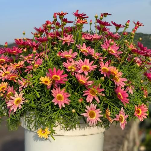 semillas de margarita, resistente al invierno, primavera jardín exterior variedades antiguas, raras 900pcs