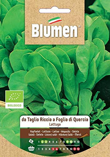 Lattuga Gentilina Bionda Taglio