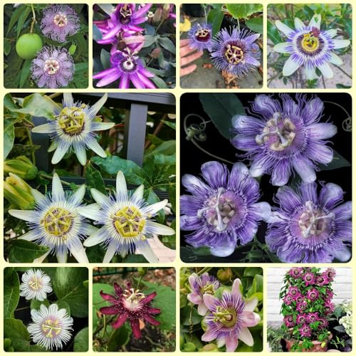 PassionsblumeSamen, Passiflora caerulea, schnellwachsende kletterpflanzen stauden winterhart mehrjährig 550pcs